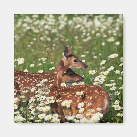 Wildschweine Magnet (Vorne)