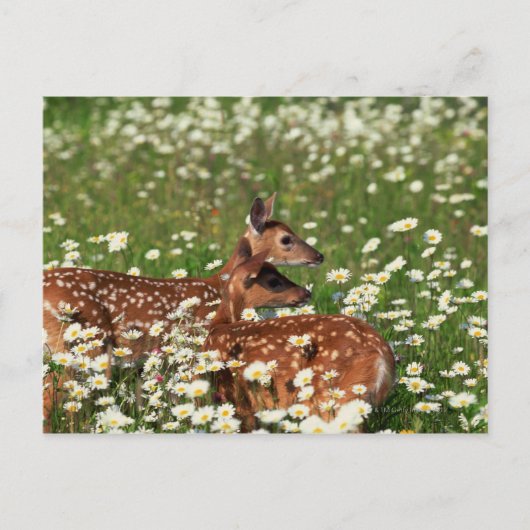 Wildschweine Postkarte (Vorderseite)