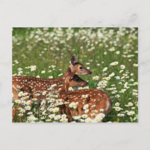 Wildschweine Postkarte