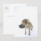 Wildschweine Postkarte (Vorne/Hinten)