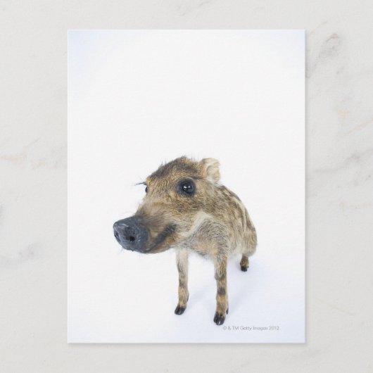 Wildschweine Postkarte (Vorderseite)