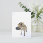 Wildschweine Postkarte (Stehend Vorderseite)