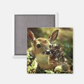 Wildschweingewächse Magnet (Vorderseite/Rückseite)