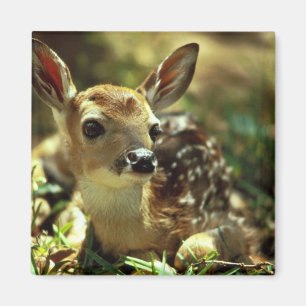 Wildschweingewächse Magnet