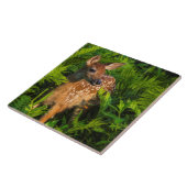 Wildschweingewächse | Minnesota Fliese (Seite)