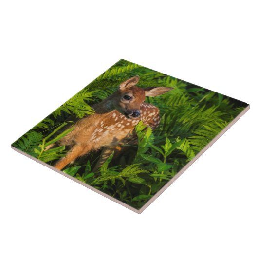 Wildschweingewächse | Minnesota Fliese (Seite)