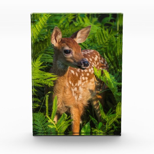 Wildschweingewächse | Minnesota Fotoblock (Vorderseite)