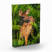 Wildschweingewächse | Minnesota Fotoblock (Links)