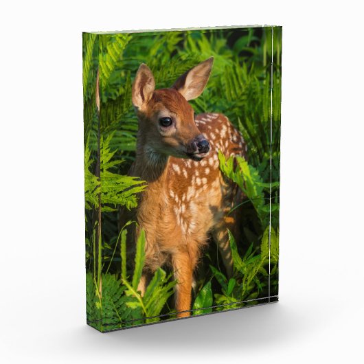 Wildschweingewächse | Minnesota Fotoblock (Links)