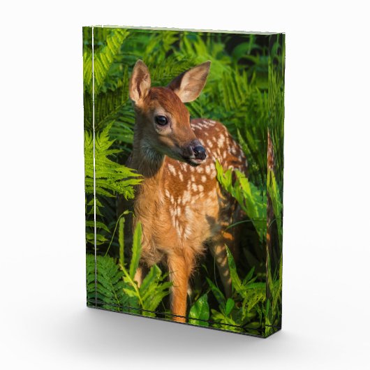 Wildschweingewächse | Minnesota Fotoblock (Rechts)