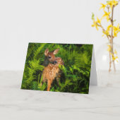 Wildschweingewächse | Minnesota Karte (Gelbe Blume)