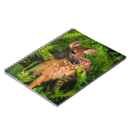 Wildschweingewächse | Minnesota Notizblock (Linke Seite)