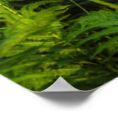 Wildschweingewächse | Minnesota Poster (Ecke)