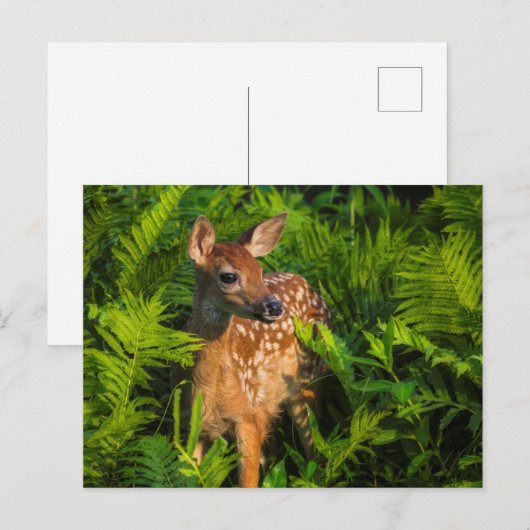 Wildschweingewächse | Minnesota Postkarte (Vorne/Hinten)