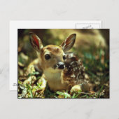 Wildschweingewächse Postkarte (Vorne/Hinten)