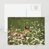 Wildschweinhirsche im Bereich der Blume, Postkarte (Vorne/Hinten)