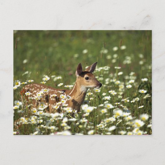 Wildschweinhirsche im Bereich der Blume, Postkarte (Vorderseite)