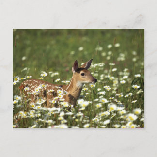 Wildschweinhirsche im Bereich der Blume, Postkarte