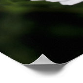 Wildschweinpflanzen-Blume nah Poster (Ecke)