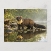 Wildtier Baummarder Wald Bach Postkarte (Vorderseite)