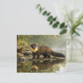 Wildtier Baummarder Wald Bach Postkarte (Stehend Vorderseite)
