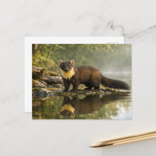 Wildtier Baummarder Wald Bach Postkarte