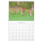 Wildtier-Foto Kalender (Jan 2027)