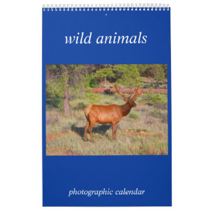 Wildtier-Foto Kalender