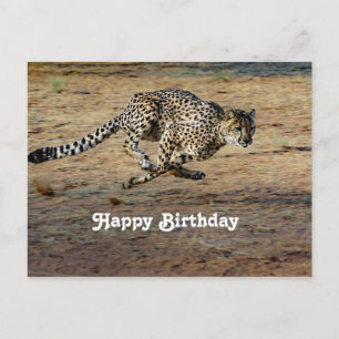 Wildtier Gepard Laufend Foto Geburtstag Postkarte