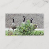 Wildtier-Visitenkarte für Geflügel in Kanada Visitenkarte (Rückseite)