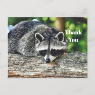 Wildtier Waschbär Log Mammal Foto Danke Postkarte