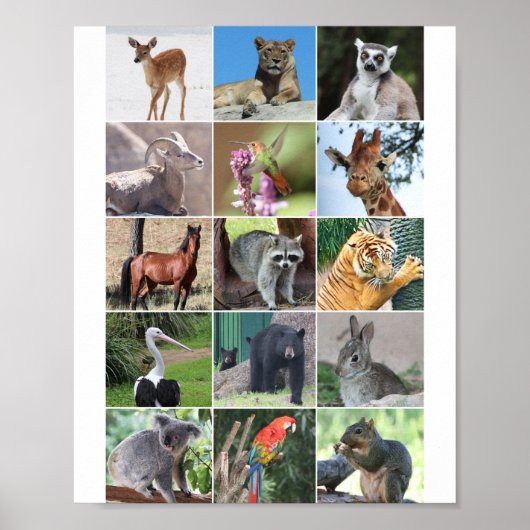 Wildtiere 15 Tiere in der Wildnis Poster (Vorne)