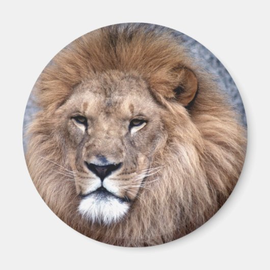 Wildtiere 1 magnet (Vorne)