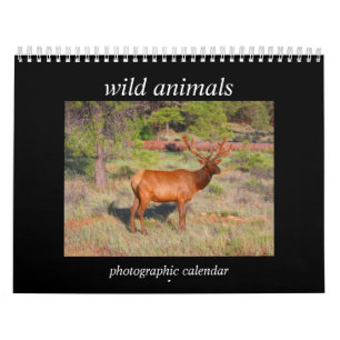 Wildtiere 2025 kalender