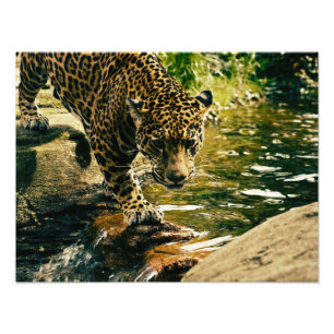 Wildtiere Fotodruck