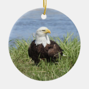 Wildtiere, Glatzenadler, Natur, Wildvögel Keramik Ornament