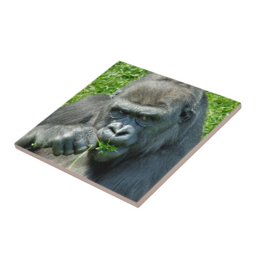 WILDTIERE - GORILLAS FLIESE (Seite)