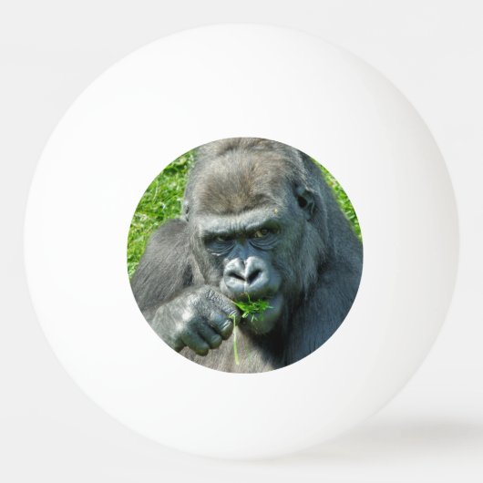 WILDTIERE - GORILLAS TISCHTENNISBALL (Vorderseite)
