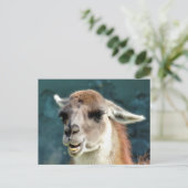 WILDTIERE - GUANACO POSTKARTE (Stehend Vorderseite)