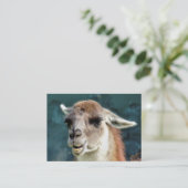 WILDTIERE - GUANACO VISITENKARTE (Stehend Vorderseite)