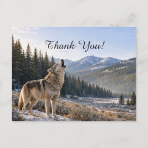 Wildtiere Heulender Grauer Wolf Szene Danke Postkarte