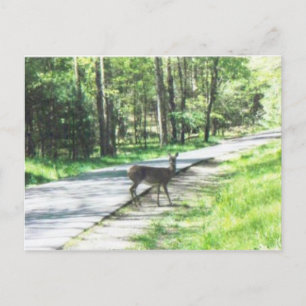Wildtiere in den Rauchgebieten #72 Postkarte