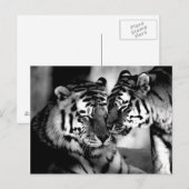 Wildtiere, phantastischer Tiger Postkarte (Vorne/Hinten)