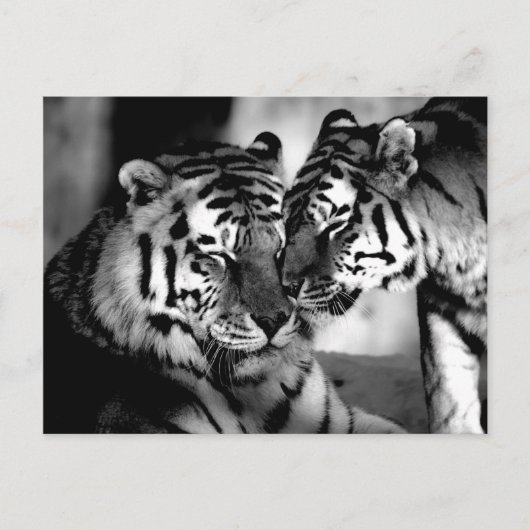 Wildtiere, phantastischer Tiger Postkarte (Vorderseite)