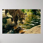 Wildtiere Poster (Vorne)