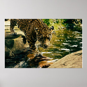 Wildtiere Poster
