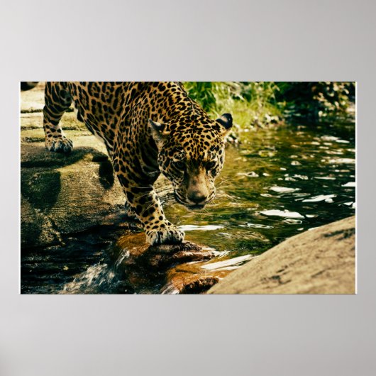 Wildtiere Poster (Vorne)