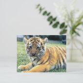 Wildtiere Postkarte (Stehend Vorderseite)