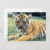 Wildtiere Postkarte (Vorne/Hinten)