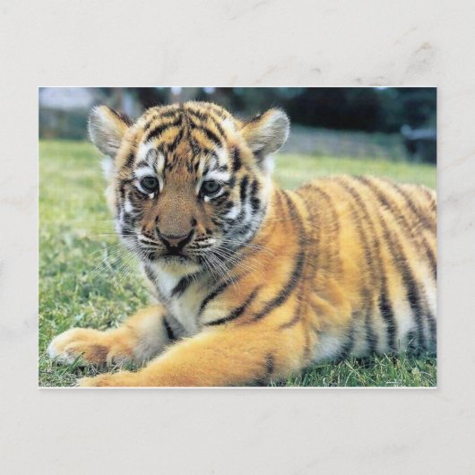 Wildtiere Postkarte (Vorderseite)